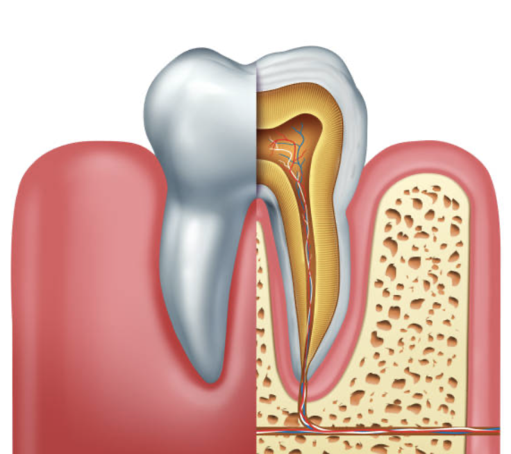The inside of a tooth is made up of a nerve, artery, vein, and much smaller arterioles, veinoles, and tiny branches of nerves
